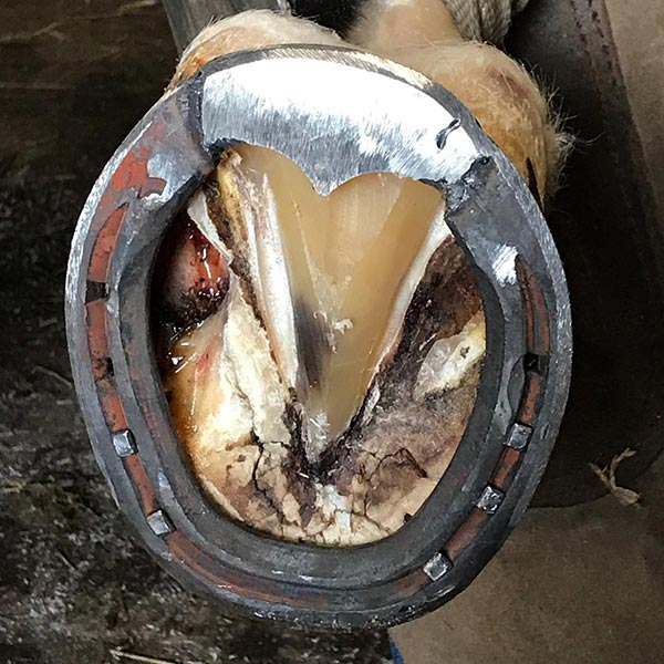 Florian_Hering_Trachtenentlastung_Eisen